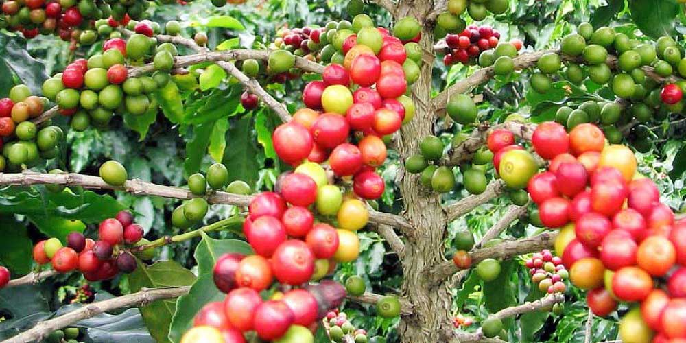 EU to reject Ugandan coffee planted on forest land