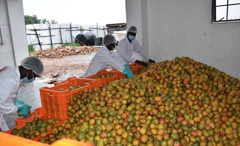 Former minister urges Museveni to intervene over idle Yumbe mango factory