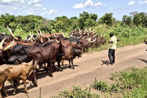 Court orders Balaalo to vacate Acholi immediately