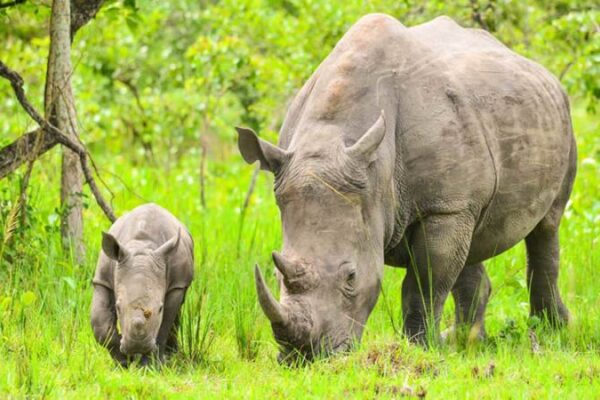 Uganda to hold rhino naming ceremony to boost conservation efforts