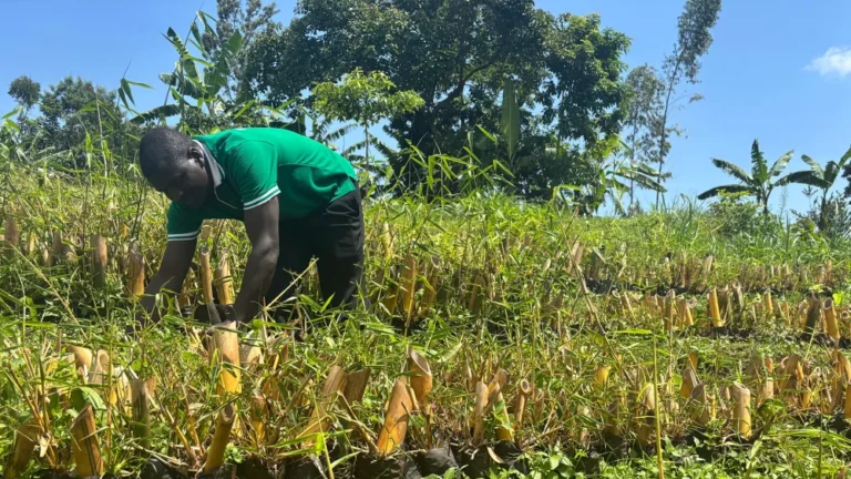 The dilemma confronting those displaced by climate in Uganda