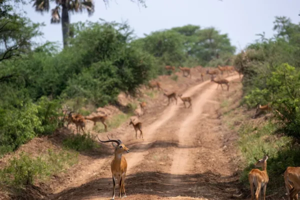 Local communities, civil society groups question survey on oil impacts in Murchison Falls National Park